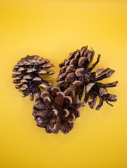 Top view of pine cones on yellow background
