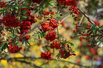 Obraz premium Sorbus aucuparia moutain-ash rowan tree branches with green leaves and red pomes berries on branches