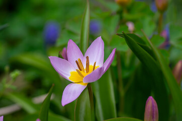 Fototapeta premium Tulipa saxatilis bright pink yellow flowering cretan tulip flowers, springtime beautiful ornamental rock plants in bloom
