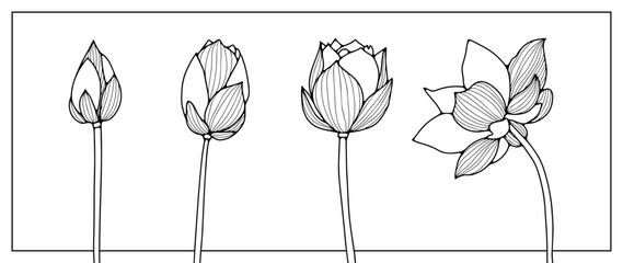 Outline of four different lotus flowers on a white background. Flowers for coloring books, publications in books and magazines.