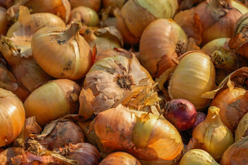 Farmer's organic produce filled with natural energy.  Freshly harvested vegetables, organic farming concept. Organic onion . Selective focus.
