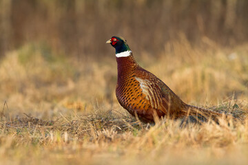 Bird Common pheasant Phasianus colchius Ring-necked pheasant in natural habitat, grassland in early winter	
