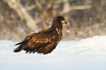 Birds of prey - Majestic predator White-tailed eagle, Haliaeetus albicilla in Poland wild nature	
