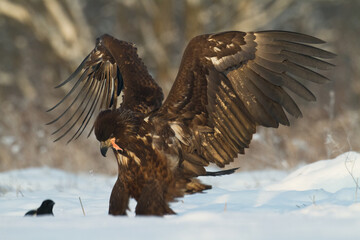 Birds of prey - Majestic predator White-tailed eagle, Haliaeetus albicilla in Poland wild nature	
