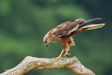 Flying Birds of prey Marsh harrier Circus aeruginosus, hunting time Poland Europe