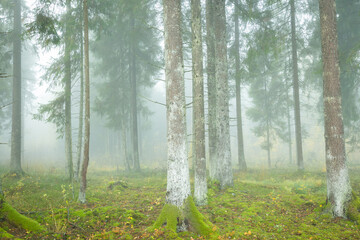 Autumn landscape misty foggy day in Knyszyn Primeval Forest, Poland Europa, early morning, sunrise in misty forest