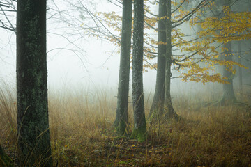 Autumn landscape misty foggy day in Knyszyn Primeval Forest, Poland Europa, early morning, sunrise in misty forest