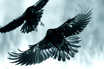 beautiful raven Corvus corax flying North Poland Europe, old vintage filters - halloween