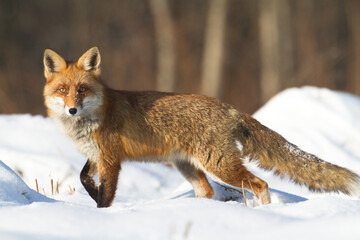 Naklejka na ściany i meble Mammals - Fox Vulpes vulpes in natural scenery, Poland Europe, animal walking among winter meadow in snow 