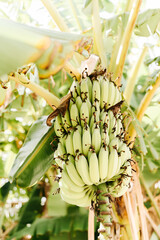 Unripe bunches of green bananas growing on trees in green tropical garden