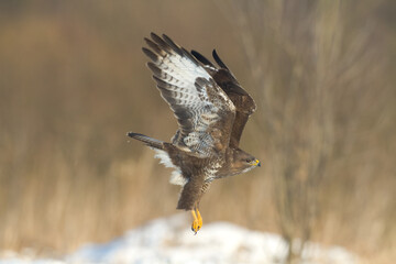 Common buzzard Buteo buteo in the fields, buzzard in natural habitat, hawk bird on the ground, predatory bird close up	