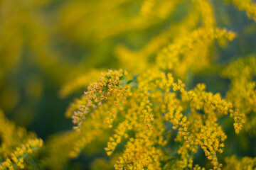 yellow flowers in the garden