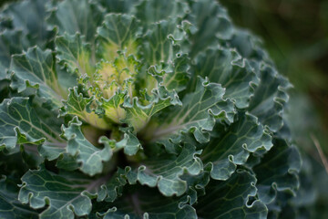 cabbage in the garden