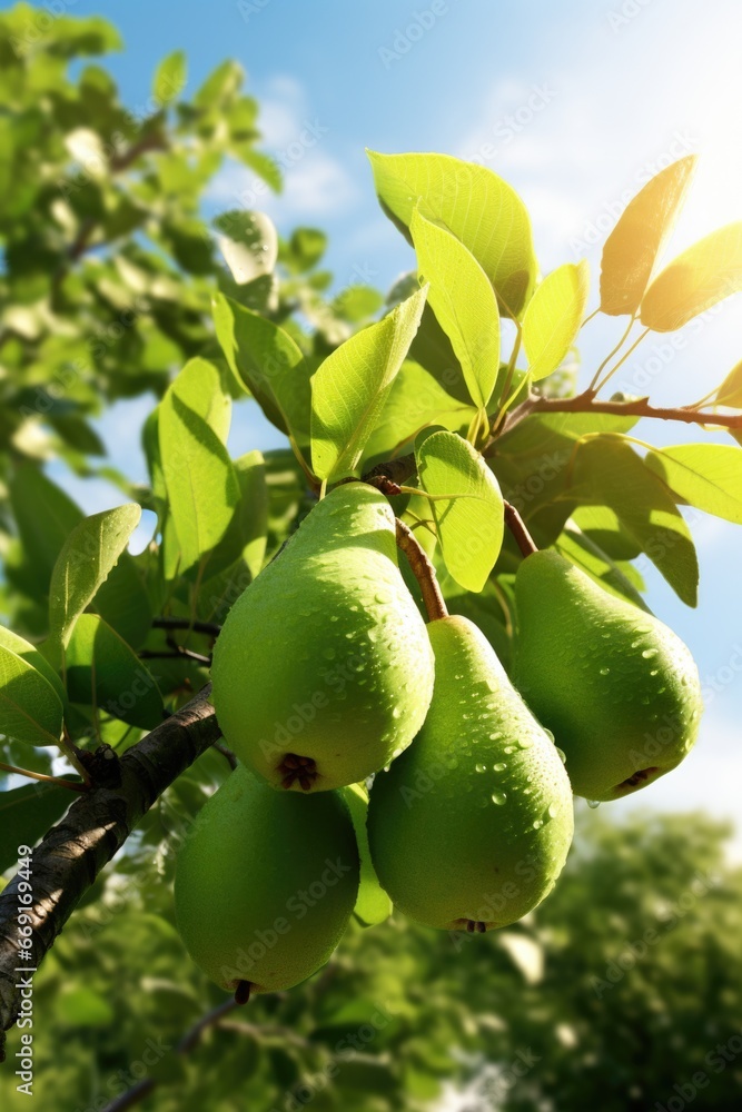 Poster a bunch of green pears hanging from a tree. this image can be used for various purposes, such as ill