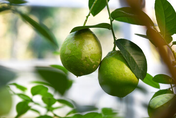 Unripe giant lemons hanging from branches.