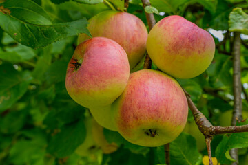 Farmer's organic produce filled with natural energy.  Red apples on tree ready for picking. Ripe fruit of red apples in summer orchard. Selective focus.