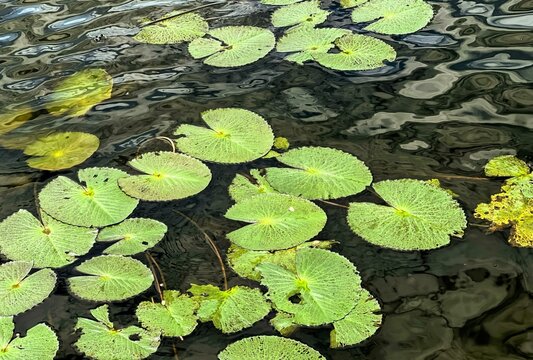 water lilies in a pond.