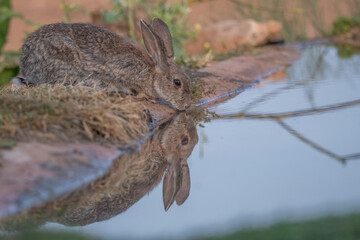 lapin