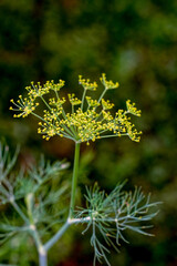 Farmer's eco-products filled with natural energy. Quality healthy food grown in the traditional way without chemicals. Оrganic farming concept. Blooming dill. Selective focus