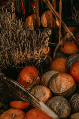 Fresh autumn harvest of pumpkins on a rural farm. Vibrant orange hues and seasonal decor for fall festivities