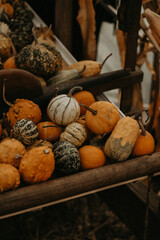 Fresh autumn harvest of pumpkins on a rural farm. Vibrant orange hues and seasonal decor for fall festivities