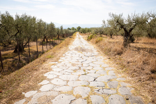 Via Francigena - Roman paving stones of the ancient via Cassia through fields of olive groves after Montefiascone, province of Viterbo, Lazio, Italy 