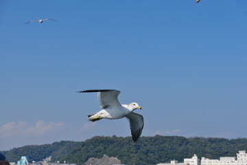Fototapeta na wymiar 東京湾とカモメ　Tokyo Bay and Seagulls