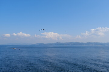 Fototapeta na wymiar 東京湾とカモメ　Tokyo Bay and Seagulls