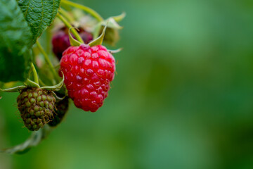 Farmer's eco-products filled with natural energy. Fresh picked fruit, organic farming concept. Organic raspberries. Selective focus.