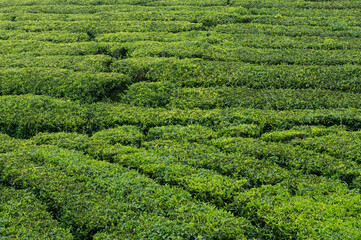 Munnar , India - 28 September 2023, Background view of tea field At Munnar Kerala state
