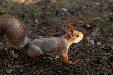 A beautiful red squirrel eats nuts in the forest. A squirrel with a fluffy tail sits and eats nuts close-up.