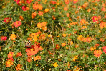 オレンジ色のコスモス、横須賀市 くりはま花の国　Orange cosmos, Kurihama Hananokuni, Yokosuka City