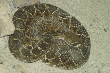 Closeup on a curled Texas or Western diamondback, rattlesnake, Crotalus atrox