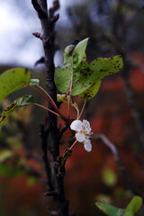 tree blossoms in autumn. white flower close up. autumn