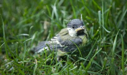 titmouse chick on a grass