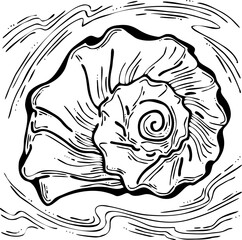 Sea shell natural beauty from ocean beach treasure collection. Summer time vacation mood. Aquarium exotic tropical decoration. Hand drawn boho retro vintage vector illustration. Old style line drawing