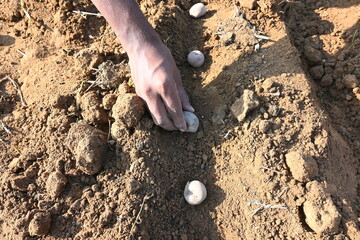 Hand planting potato tubers into the ground. Indian farmer plantation potato seeds in the vegetable garden. popular vegetable in all over world. Countryside agriculture activity. Potato farming. 

