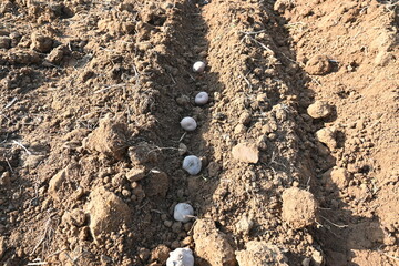 Hand planting potato tubers into the ground. Indian farmer plantation potato seeds in the vegetable garden. popular vegetable in all over world. Countryside agriculture activity. Potato farming. 
