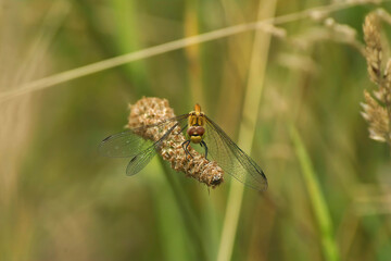 Facial closeup on a Ruddy darter dragonfly, Sympetrum sangiuneum