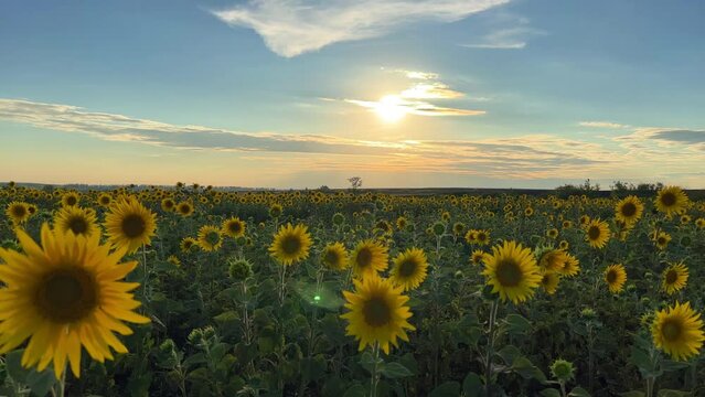 A field of flowering sunflowers at sunset. Beautiful panoramic view of the sunflower field in the rays of the setting sun. Yellow sunflower close-up. Summer landscape with sunset and blooming meadow.