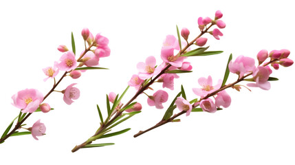 Obraz na płótnie Canvas Pink wax flower twigs