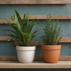 Fototapeta premium Plants in pots at wall background