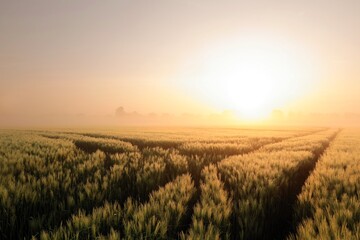 Spring landscape, dirt road in grain field at sunrise - 669184609