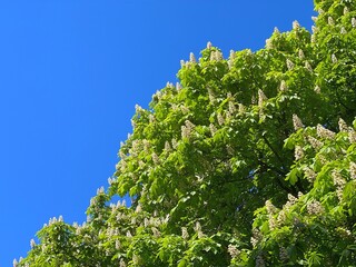 Spring horse chestnut tree with white flowers against sky.
