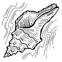 Sea shell natural beauty from ocean beach treasure collection. Summer time vacation mood. Aquarium exotic tropical decoration. Hand drawn illustration. Line drawing.