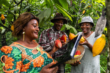 Three satisfied farmers analyze the cocoa pods they are harvesting in the plantation in Africa