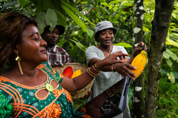 Farmers harvest cocoa pods in the fields, chocolate production in Africa