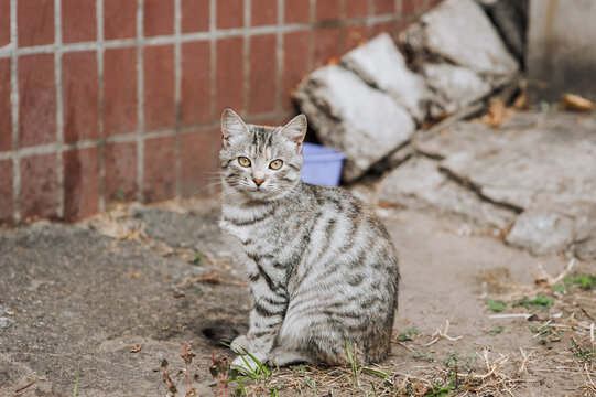 Photo, portrait of a small beautiful homeless gray tabby sitting cat.