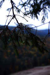 macro photography of coniferous tree branches. coniferous trees in the mountains. autumn