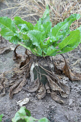 Sugar beet root eaten by animals with secondary fungal infections and molds.